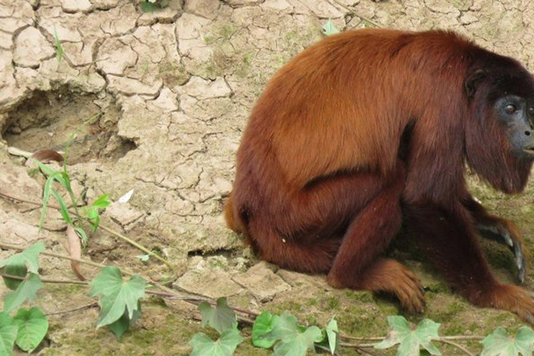 Visite privée de l&#039;île aux singes