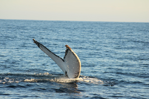 Los Cabos: Whale Watching and Safari