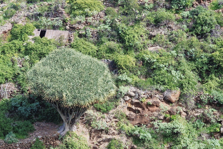 The Wildest Side of La Palma: Hiking into the Past in Garafía La Palma + Salvaje: A Journey into the Past amidst Remote Landscapes