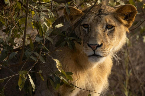 Tsavo East National Park Day Tour From Mombasa 2 Days Tsavo East & Ngutuni Sanctuary From Mombasa/Diani