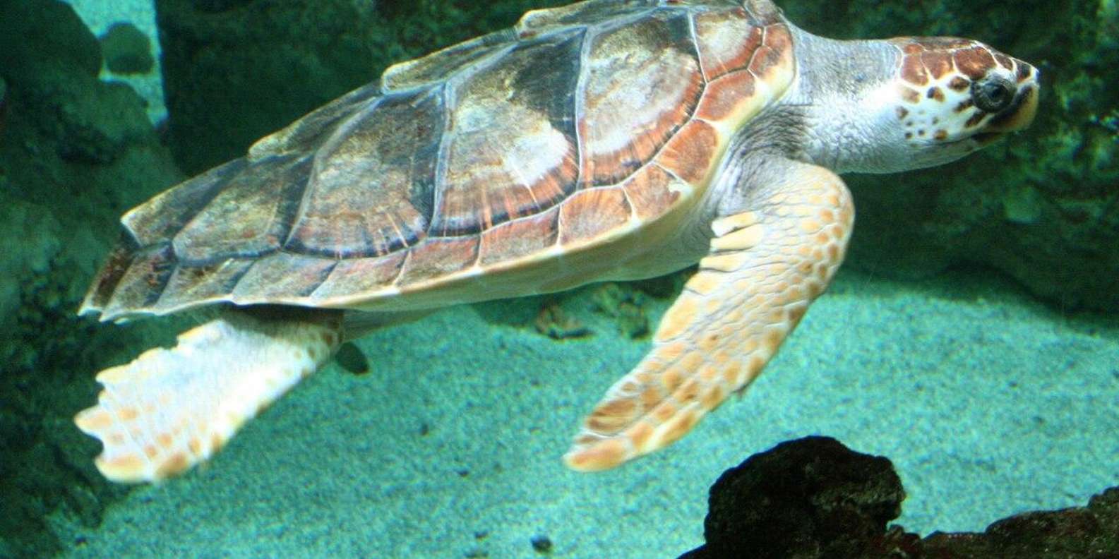 Kido 基金会- 格林纳达旅游局, image size:1585x792