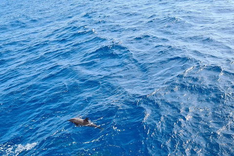 From Makadi: Nefertari Sunset or Morning Cruise With pickup