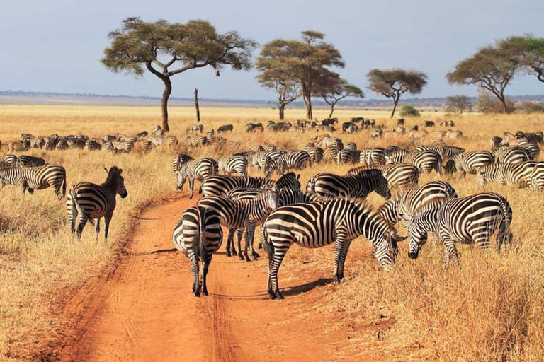 Tanzanie : forfait aventure d&#039;un an avec ascension du Kilimandjaro
