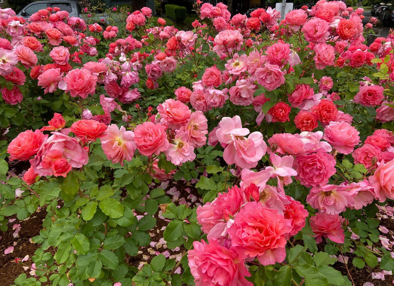 Cykel Portland: Broer, kvarterer, poesi og roser