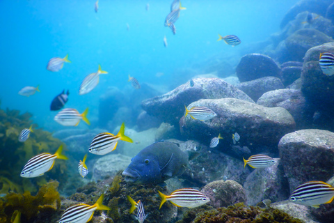 Fai snorkeling nella splendida riserva marina di Sydney con un tour privato