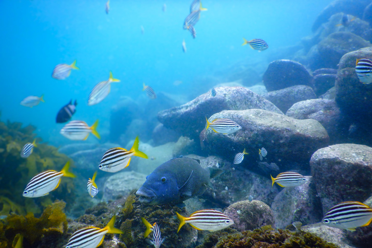 Mergulha na deslumbrante reserva marinha de Sydney num tour particular