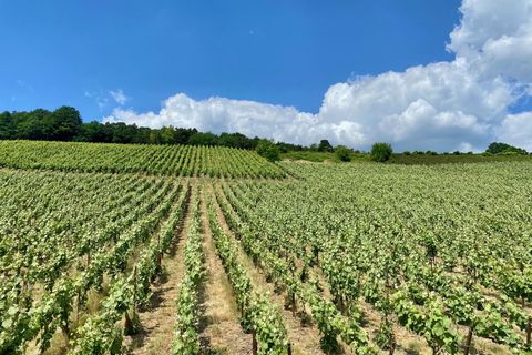 Champagne privado Moët et Chandon, Pommery, PressoriaExperiência particular