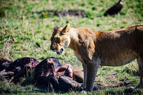 Game drive in Nairobi National Park met gratis halen en brengen