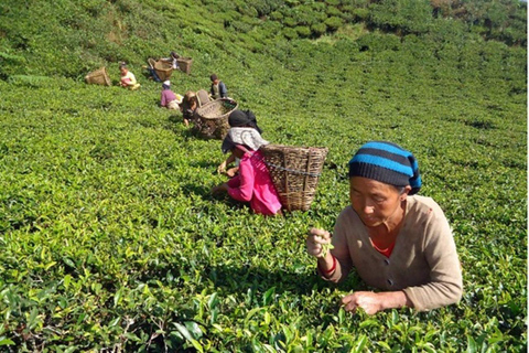 Day as a Tea Farmer in Ilam: Life in Nepal’s Green Tea Hills