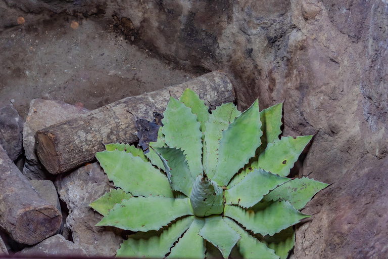 Oaxaca: Sustainable Mezcal Tour at an Award-Winning Family Distillery