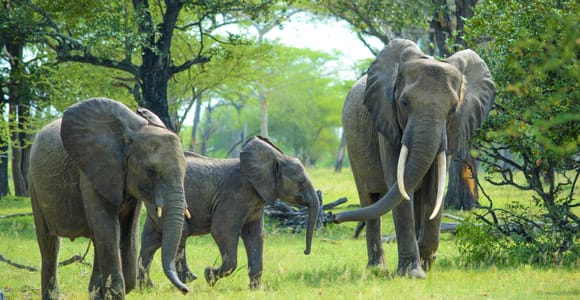 From Zanzibar: Selous Day Safari With Flights Included