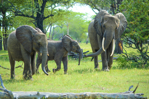 From Zanzibar: Overnight Selous G.R. Safari with Flights shared safari