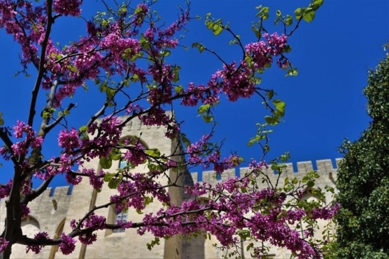 Avignon : Tour du PalaisVisite guidée en anglais