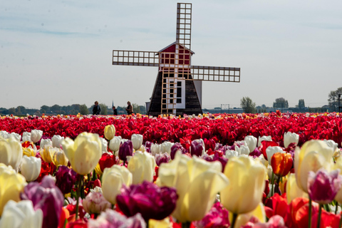 From Amsterdam: Tulip Experience and Tulip Fields Tour 4-hour tour Tulip Experience