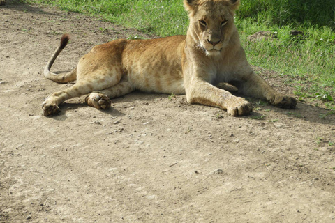 Private Nairobi National Park Drive in 4*4 landcruiser