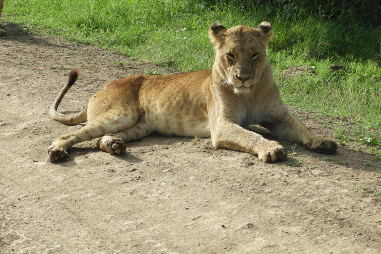 Private Nairobi National Park Drive in 4*4 landcruiser