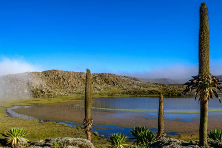 From Addis Ababa:-3Days Bale mountains tour-with flight