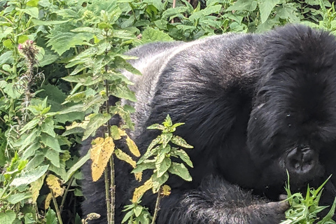 4 Day Rwanda Gorilla Trekking & Dian Fossey Tomb