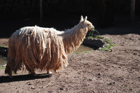 Cusco: Alpaca en Llama boerderij tour met transfer &amp; weefdemonstratie