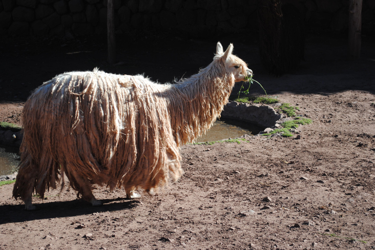 Cusco: Wycieczka na farmę alpak i lam z transferem i pokazem tkania