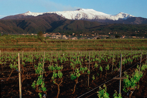 Wine Tasting at a Mount Etna Vineyard from Taormina Let's go! Wine tasting at a vineyard on Mount Etna from Taormina