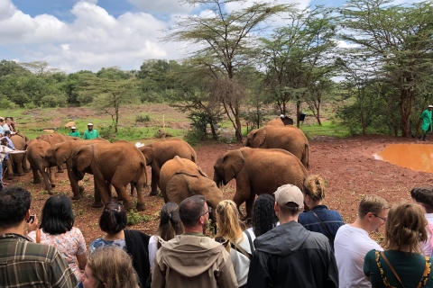 Sierociniec słoni i popołudniowa gra w parku narodowym Nairobi