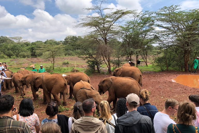 Elefantbarnhem och Nairobi nationalpark eftermiddagsspel