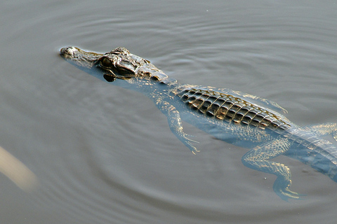 Miami: Everglades Airboat Ride, Wildlife Show & Transport