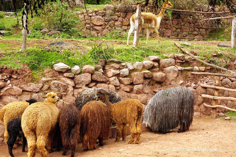 Cusco: Awana Kancha transfer privado