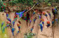 Tambopata Macaw claylick & andoval lake 3 Days/2 Nights - Housity