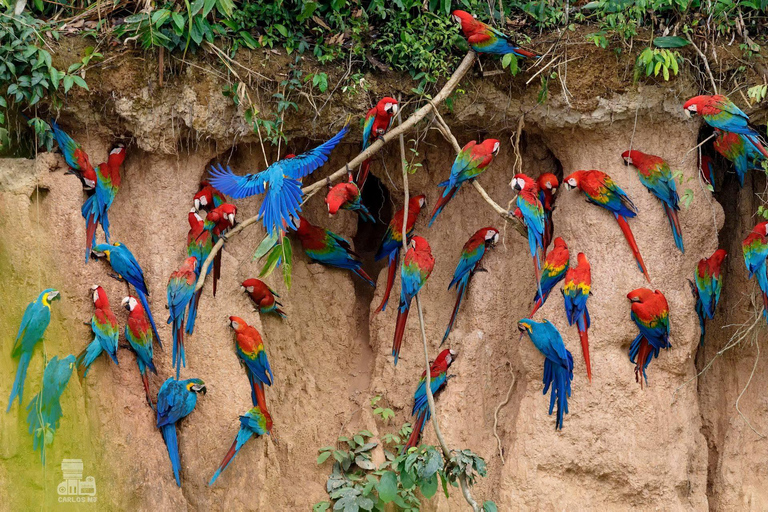 Tambopata Macaw claylick e lago andoval 3 dias/2 noites