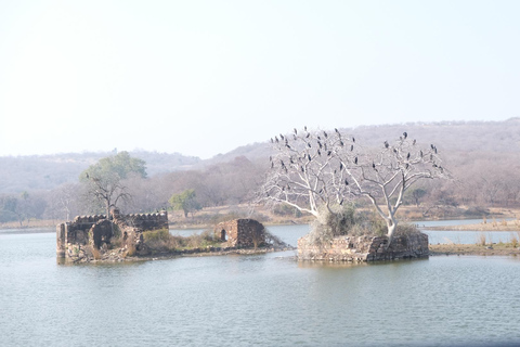 Spot Tigers and other wild of Ranthambore on a Day-Same Tour Ranthambore day trip with local guide full day + naturalist