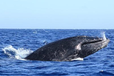 San José del Cabo: Whale Watching Experience Shared Tour