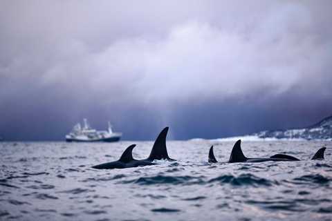 From Tromso: Whale Watching in Magic Skjervoy