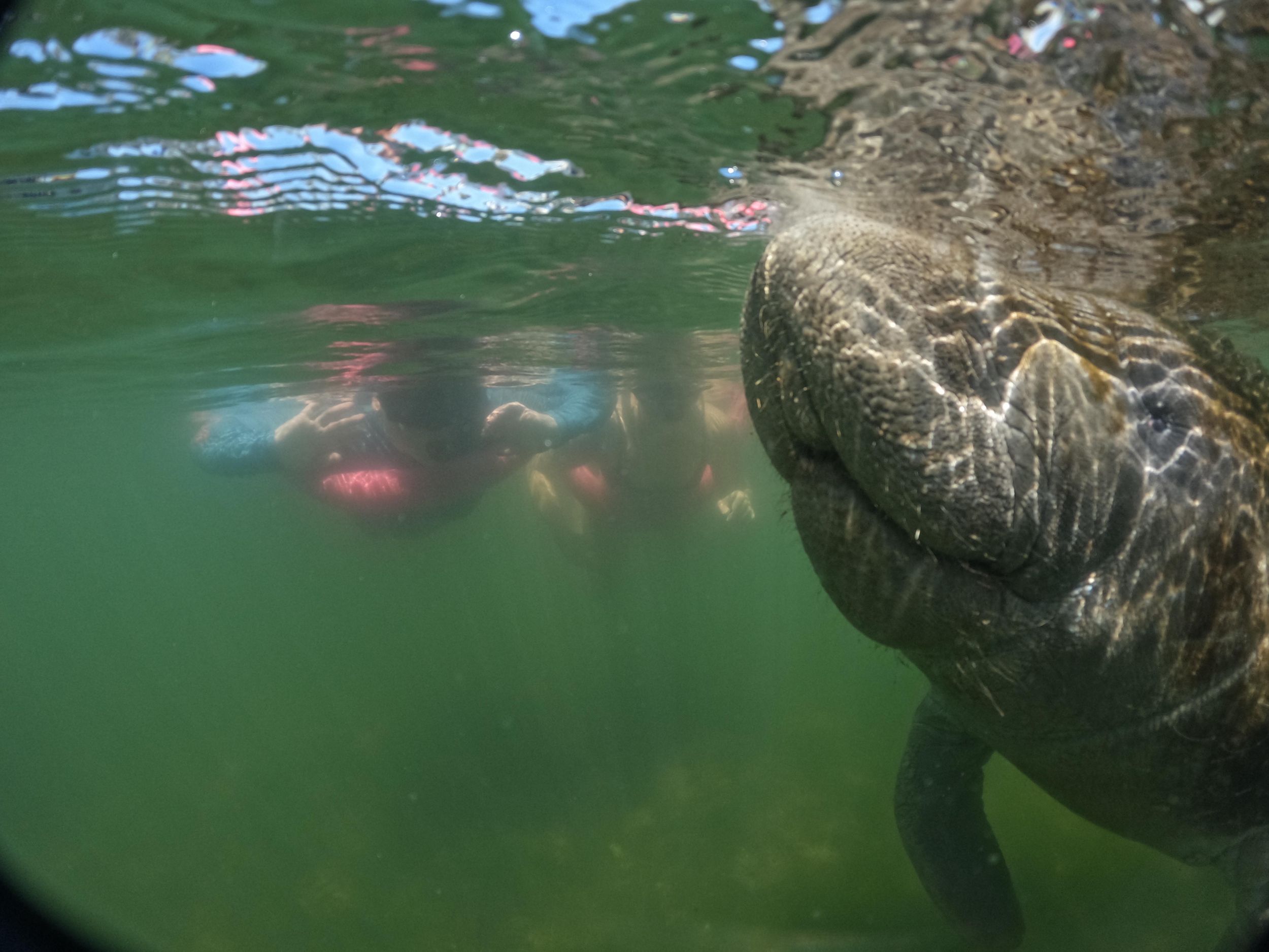 Crystal River: halbprivate Manatee-Schwimmtour mit Gratis-Fotos