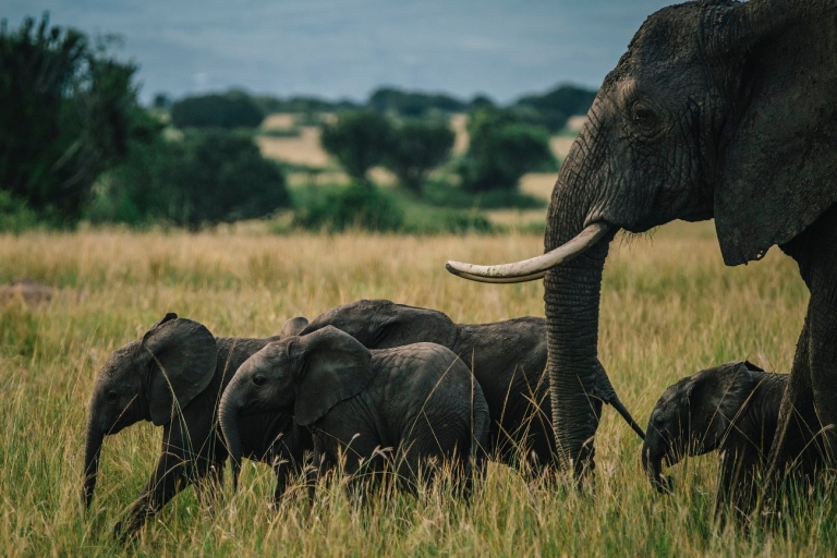 12 jours de safari en Ouganda