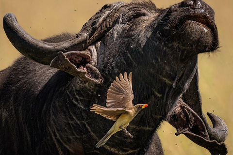 Viagem de 1 dia para a cratera de NgorongoroViagem de 1 dia à Cratera de Ngorongoro