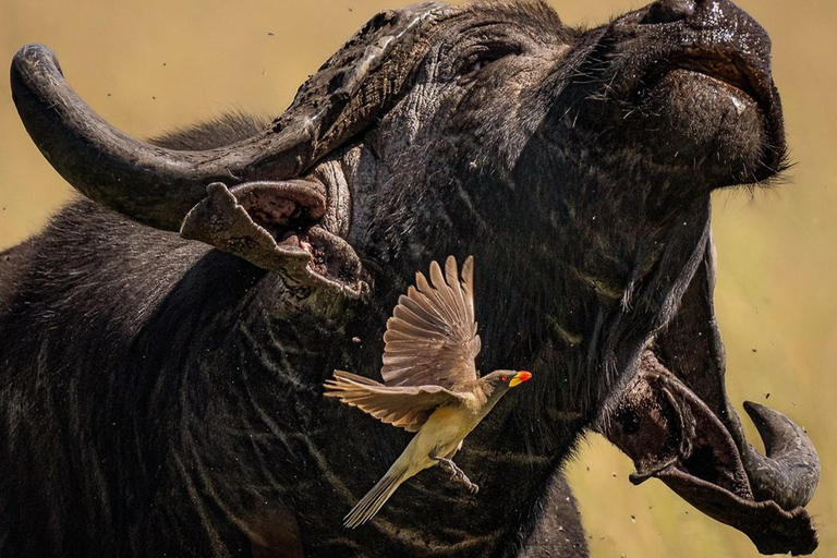 Viagem de 1 dia para a cratera de NgorongoroViagem de 1 dia à Cratera de Ngorongoro