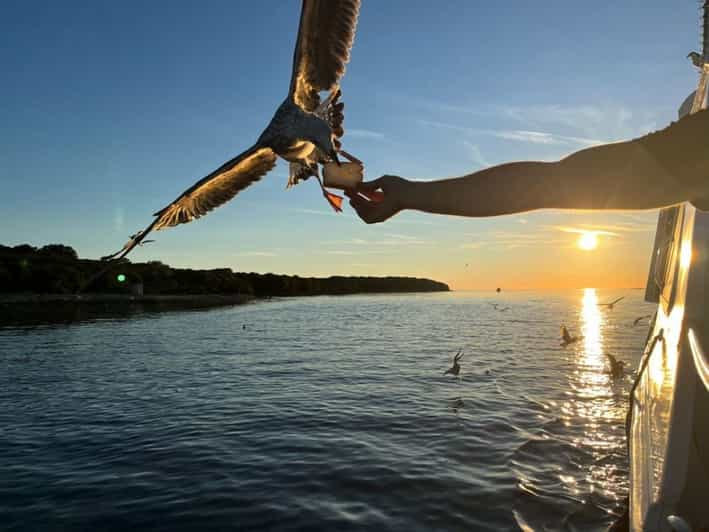 Pula Dolfijnen Kijken Bij Zonsondergang In Brijuni Met Diner Drankjes