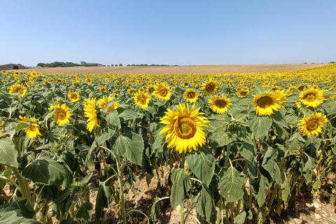 Provençaalse elegantie: Odyssee van lavendel, olijfolie en wijn