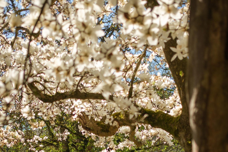 Wiesbaden Downtown: a walking tour about love for and in Wiesbaden