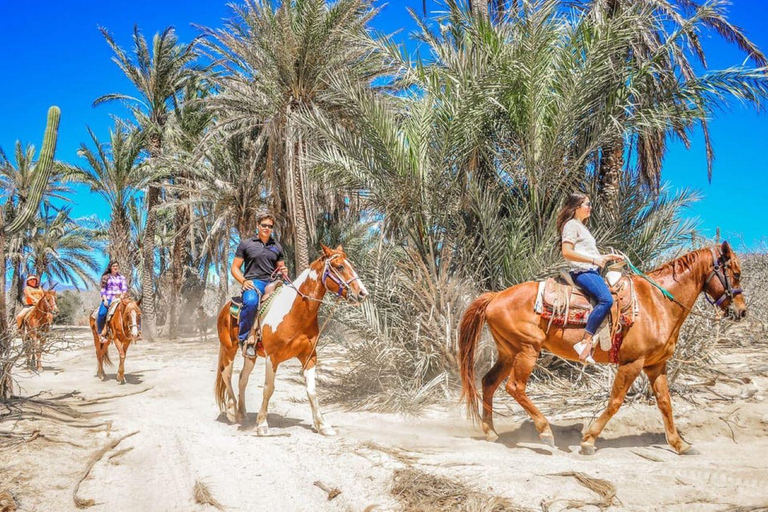 Cabo San Lucas: Horseback Riding on the Beach Experience Migriño Horseback Riding PRO