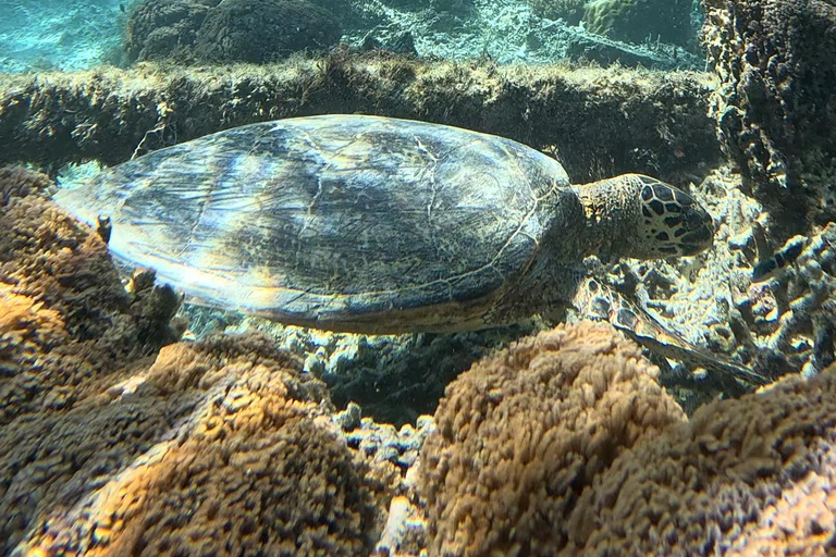 Gili island Snorkelling by private glass bottom boat