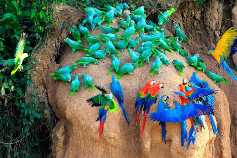 From Cusco | Manu Jungle Tour 7D/6N | Wonders of Manu