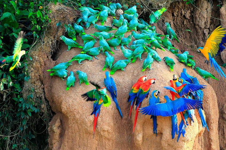 From Cusco | Manu Jungle Tour 7D/6N | Wonders of Manu