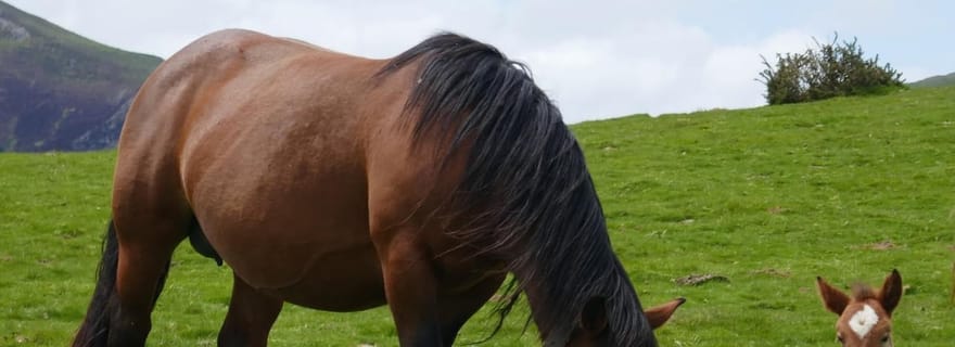 Visite guidée des 5 plus beaux villages du Pays Basque