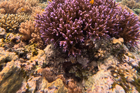 Gili Air: Small-Group Snorkeling Tour with GoPro