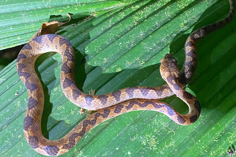 Manuel Antonio : Visite nocturne avec un guide naturaliste.