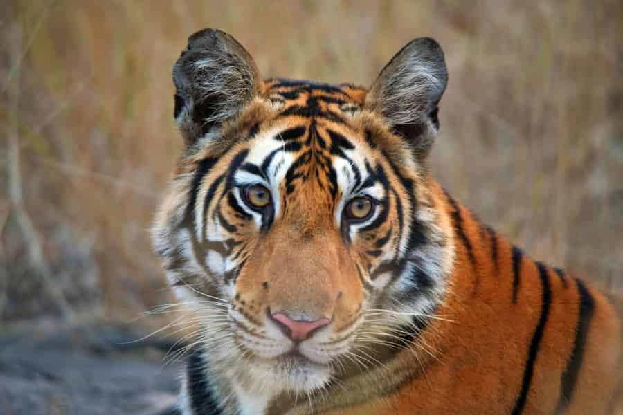 Ab Delhi: Goldenes Dreieck mit Ranthambore 5-Tage Tour. Foto: GetYourGuide