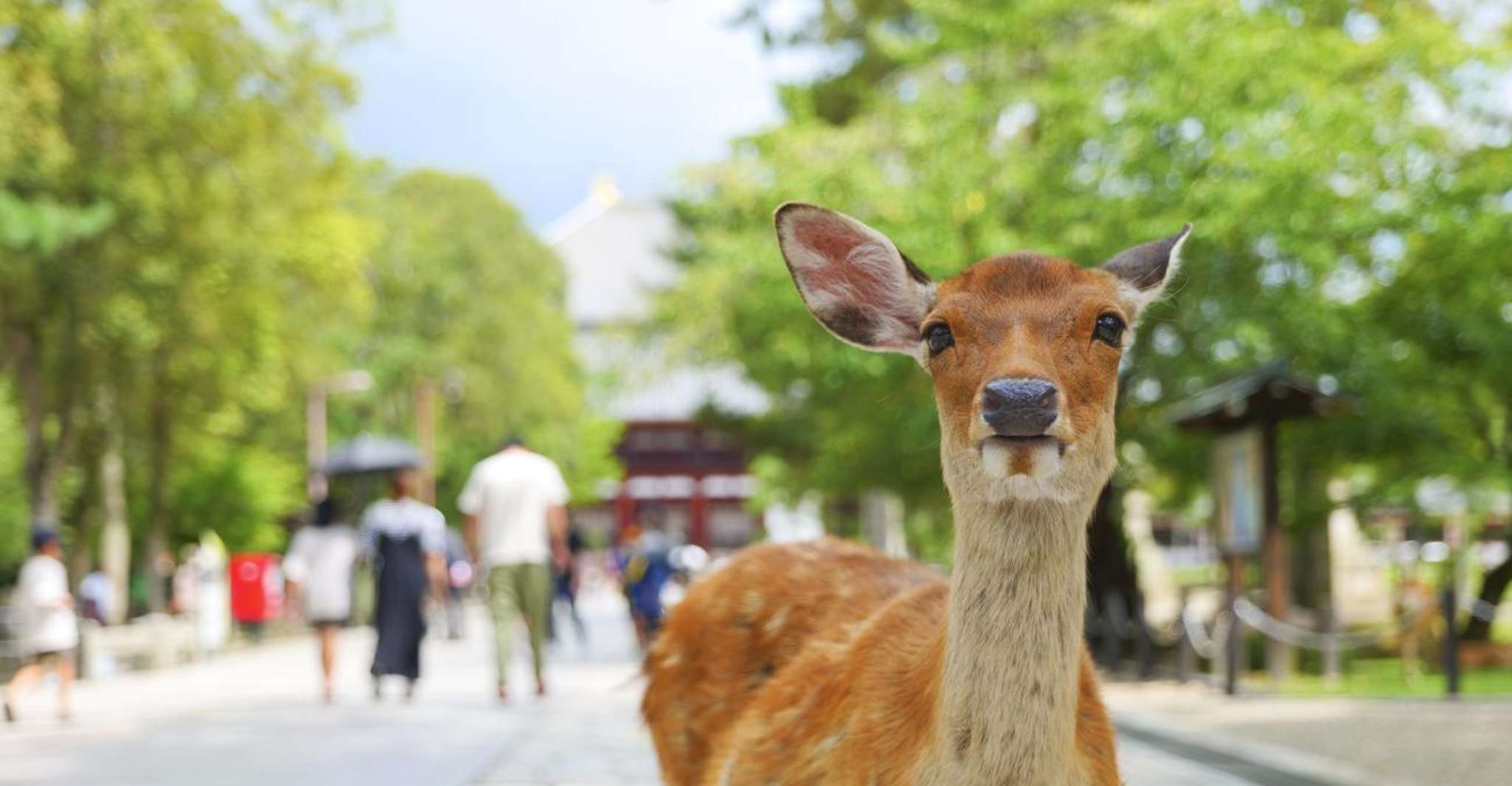 Kyoto and Nara: private tour with English speaking Guide